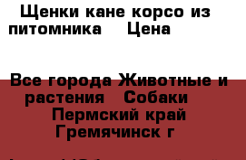 Щенки кане корсо из  питомника! › Цена ­ 65 000 - Все города Животные и растения » Собаки   . Пермский край,Гремячинск г.